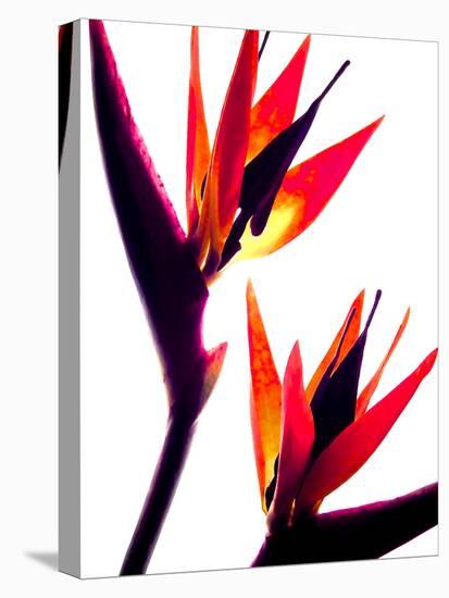 Bird of Paradise IV-Monika Burkhart-Stretched Canvas