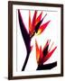 Bird of Paradise IV-Monika Burkhart-Framed Photographic Print