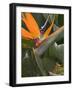 Bird of Paradise, Kauai, Hawaii, USA-Savanah Stewart-Framed Photographic Print