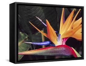 Bird of Paradise, Maui, Hawaii, USA-Julie Eggers-Framed Stretched Canvas