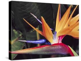 Bird of Paradise, Maui, Hawaii, USA-Julie Eggers-Stretched Canvas