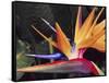 Bird of Paradise, Maui, Hawaii, USA-Julie Eggers-Framed Stretched Canvas