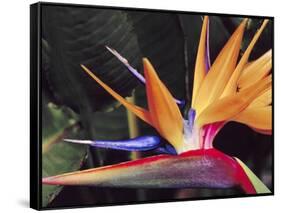 Bird of Paradise, Maui, Hawaii, USA-Julie Eggers-Framed Stretched Canvas