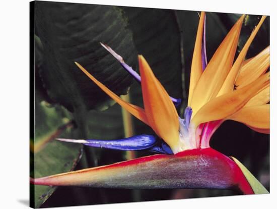 Bird of Paradise, Maui, Hawaii, USA-Julie Eggers-Stretched Canvas