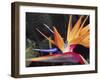 Bird of Paradise, Maui, Hawaii, USA-Julie Eggers-Framed Premium Photographic Print