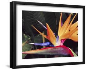 Bird of Paradise, Maui, Hawaii, USA-Julie Eggers-Framed Premium Photographic Print