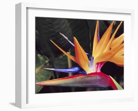 Bird of Paradise, Maui, Hawaii, USA-Julie Eggers-Framed Premium Photographic Print