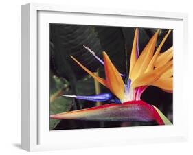 Bird of Paradise, Maui, Hawaii, USA-Julie Eggers-Framed Premium Photographic Print