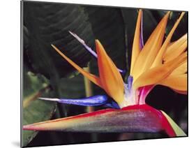 Bird of Paradise, Maui, Hawaii, USA-Julie Eggers-Mounted Premium Photographic Print