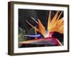 Bird of Paradise, Maui, Hawaii, USA-Julie Eggers-Framed Photographic Print