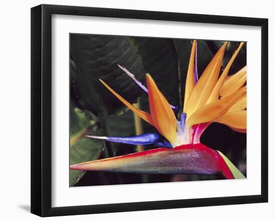 Bird of Paradise, Maui, Hawaii, USA-Julie Eggers-Framed Photographic Print