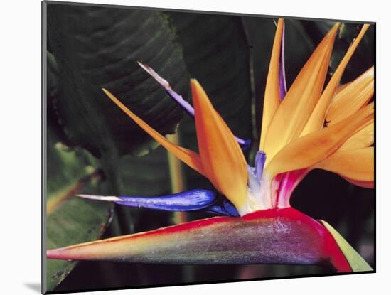 Bird of Paradise, Maui, Hawaii, USA-Julie Eggers-Mounted Photographic Print