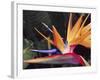 Bird of Paradise, Maui, Hawaii, USA-Julie Eggers-Framed Photographic Print