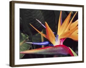 Bird of Paradise, Maui, Hawaii, USA-Julie Eggers-Framed Photographic Print