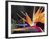 Bird of Paradise, Maui, Hawaii, USA-Julie Eggers-Framed Photographic Print