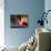 Bird of Paradise, Maui, Hawaii, USA-Julie Eggers-Mounted Photographic Print displayed on a wall