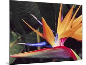 Bird of Paradise, Maui, Hawaii, USA-Julie Eggers-Mounted Photographic Print