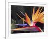 Bird of Paradise, Maui, Hawaii, USA-Julie Eggers-Framed Photographic Print