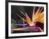 Bird of Paradise, Maui, Hawaii, USA-Julie Eggers-Framed Photographic Print