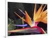 Bird of Paradise, Maui, Hawaii, USA-Julie Eggers-Framed Photographic Print