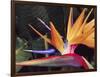 Bird of Paradise, Maui, Hawaii, USA-Julie Eggers-Framed Photographic Print