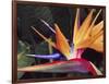 Bird of Paradise, Maui, Hawaii, USA-Julie Eggers-Framed Photographic Print