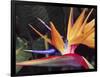 Bird of Paradise, Maui, Hawaii, USA-Julie Eggers-Framed Photographic Print