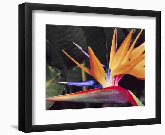 Bird of Paradise, Maui, Hawaii, USA-Julie Eggers-Framed Photographic Print