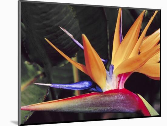 Bird of Paradise, Maui, Hawaii, USA-Julie Eggers-Mounted Photographic Print