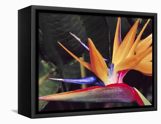 Bird of Paradise, Maui, Hawaii, USA-Julie Eggers-Framed Stretched Canvas