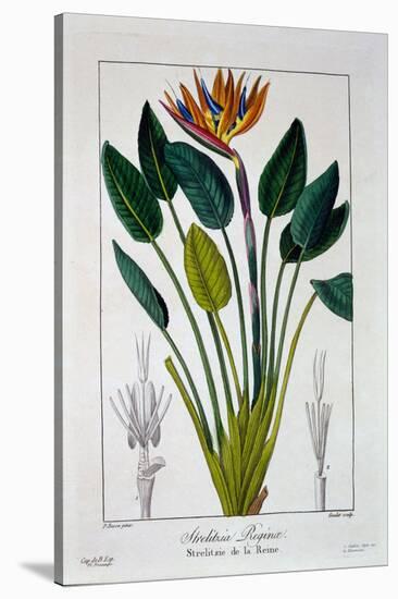 Bird of Paradise, or Crane Flower, 1836-Pancrace Bessa-Stretched Canvas