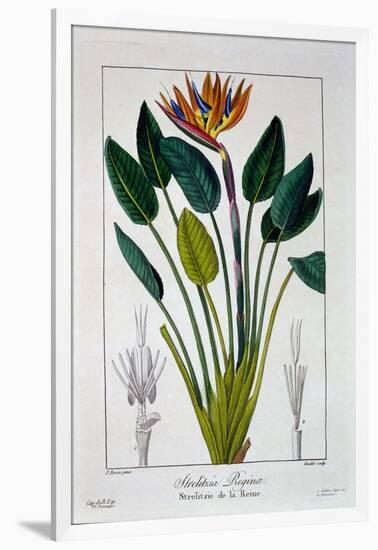 Bird of Paradise, or Crane Flower, 1836-Pancrace Bessa-Framed Giclee Print