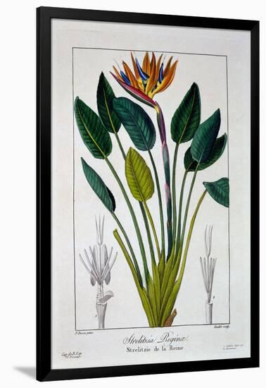 Bird of Paradise, or Crane Flower, 1836-Pancrace Bessa-Framed Giclee Print