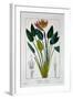 Bird of Paradise, or Crane Flower, 1836-Pancrace Bessa-Framed Giclee Print