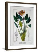 Bird of Paradise, or Crane Flower, 1836-Pancrace Bessa-Framed Giclee Print