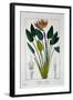 Bird of Paradise, or Crane Flower, 1836-Pancrace Bessa-Framed Giclee Print