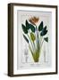 Bird of Paradise, or Crane Flower, 1836-Pancrace Bessa-Framed Giclee Print