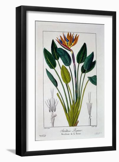 Bird of Paradise, or Crane Flower, 1836-Pancrace Bessa-Framed Giclee Print