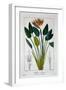 Bird of Paradise, or Crane Flower, 1836-Pancrace Bessa-Framed Giclee Print