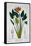 Bird of Paradise, or Crane Flower, 1836-Pancrace Bessa-Framed Stretched Canvas