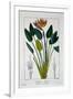 Bird of Paradise, or Crane Flower, 1836-Pancrace Bessa-Framed Giclee Print