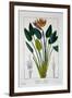 Bird of Paradise, or Crane Flower, 1836-Pancrace Bessa-Framed Giclee Print