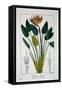 Bird of Paradise, or Crane Flower, 1836-Pancrace Bessa-Framed Stretched Canvas