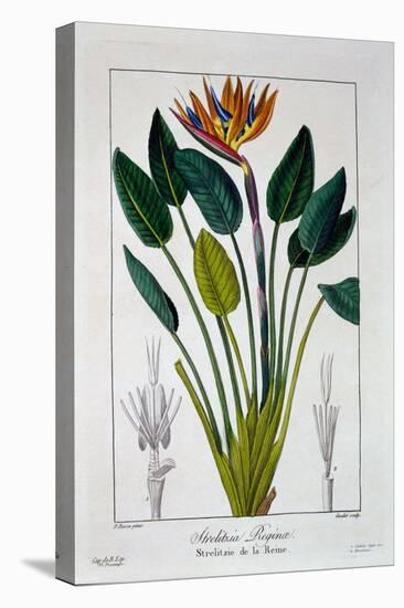 Bird of Paradise, or Crane Flower, 1836-Pancrace Bessa-Stretched Canvas