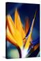 Bird of Paradise (Strelitzia Reginae)-Maria Mosolova-Stretched Canvas