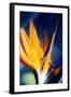 Bird of Paradise (Strelitzia Reginae)-Maria Mosolova-Framed Premium Photographic Print