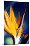 Bird of Paradise (Strelitzia Reginae)-Maria Mosolova-Mounted Premium Photographic Print