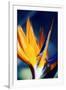 Bird of Paradise (Strelitzia Reginae)-Maria Mosolova-Framed Photographic Print