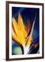 Bird of Paradise (Strelitzia Reginae)-Maria Mosolova-Framed Photographic Print