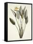 Bird of Paradise; Strelitzia Reginae-Pierre-Joseph Redouté-Framed Stretched Canvas